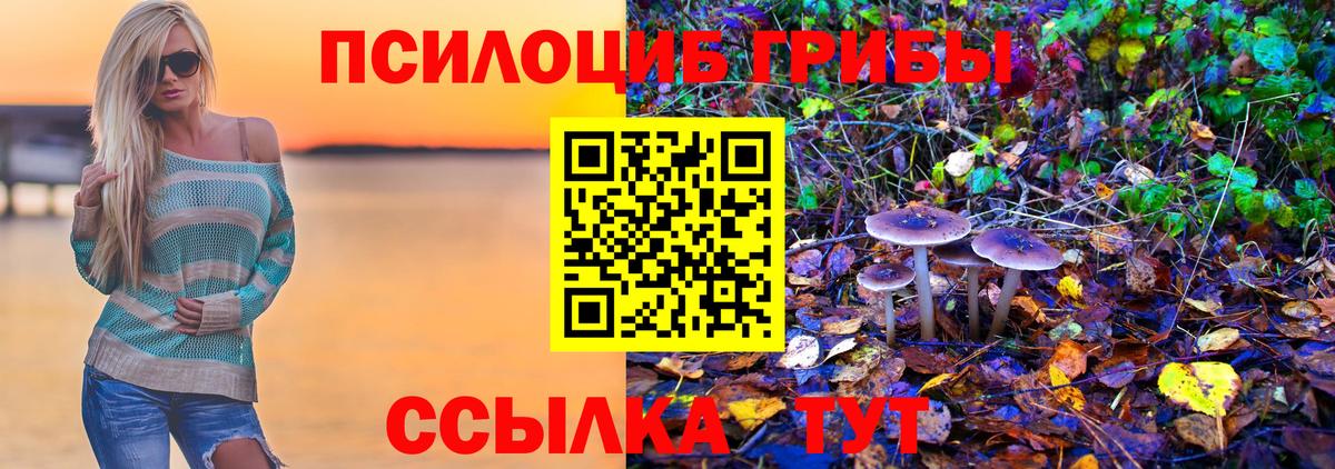 Псилоцибиновые грибы Psilocybe Ачинск